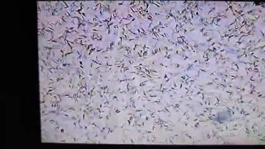 Golden Retriever dogs for stud: 💙 COMPLETLEY DNA CLEAR, ict 1 & 2 CLEAR💙 - Video 5