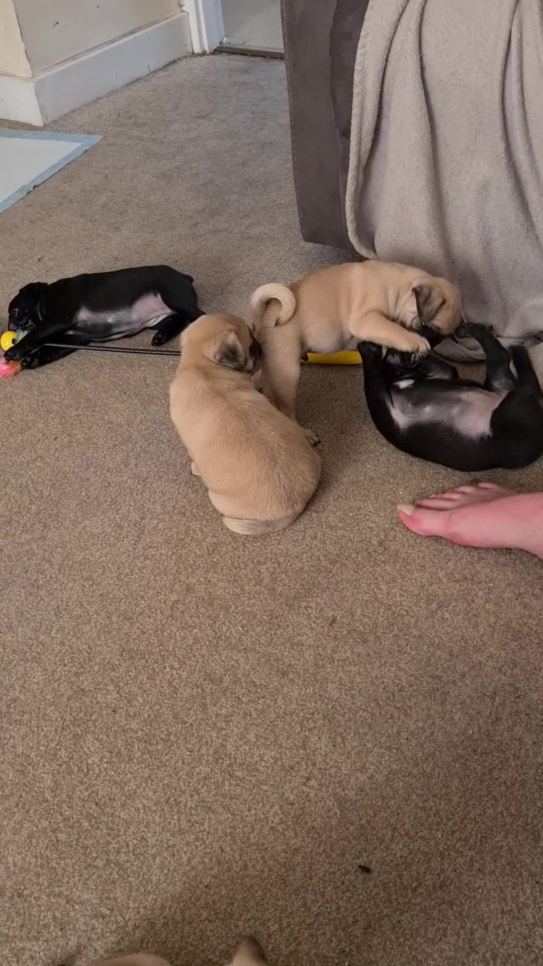 Pug dogs for sale: Beautiful Pug puppies for sale  in Peterborough - Video 1