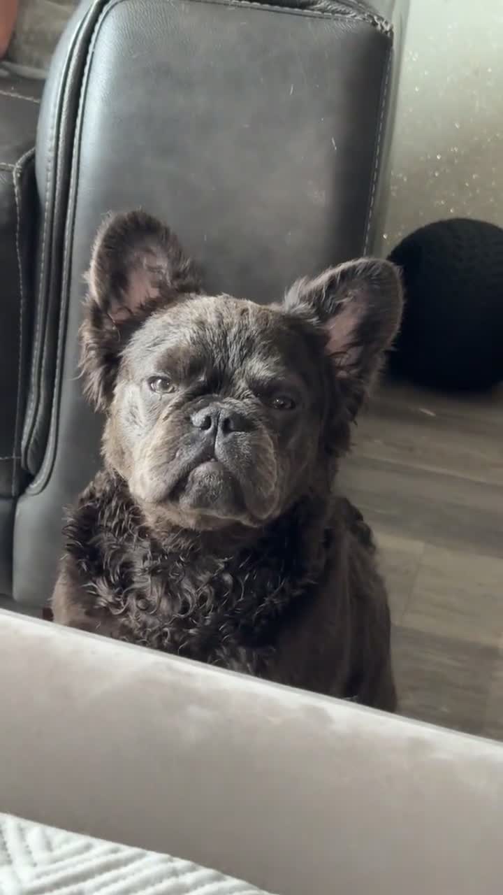 French Bulldog dogs for sale: Black fluffy French bulldog female  - Video 1