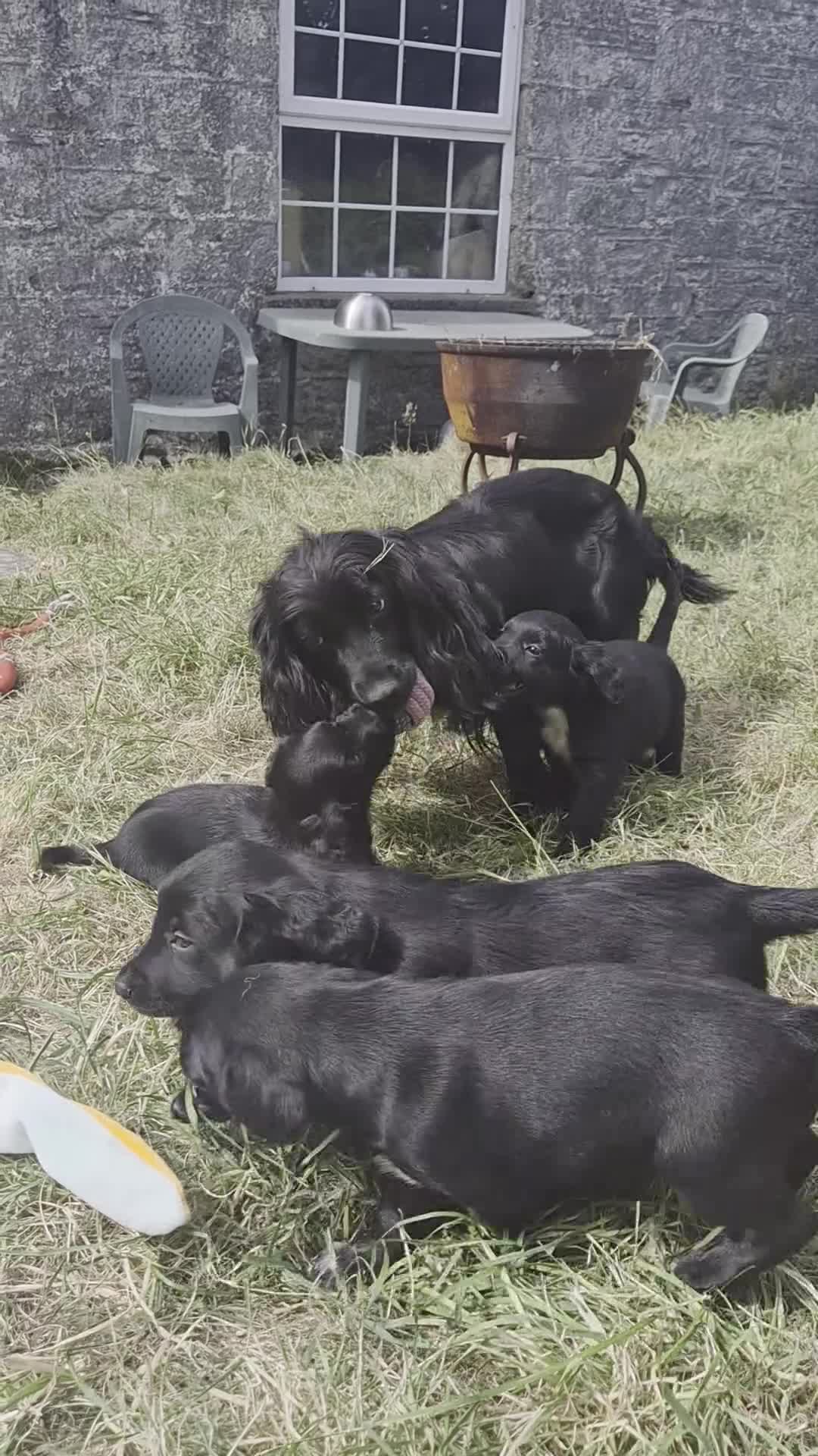 Mixed Breed dogs for sale: Sprollies - Cocker x Collie Puppies - Video 1