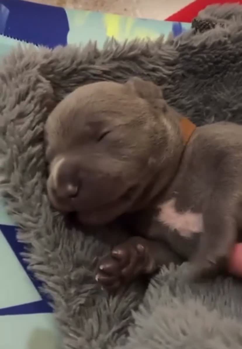 Staffordshire Bull Terrier dogs for sale: Full Respect Trained Staffordshire Bull Puppies in Worthing - Video 1