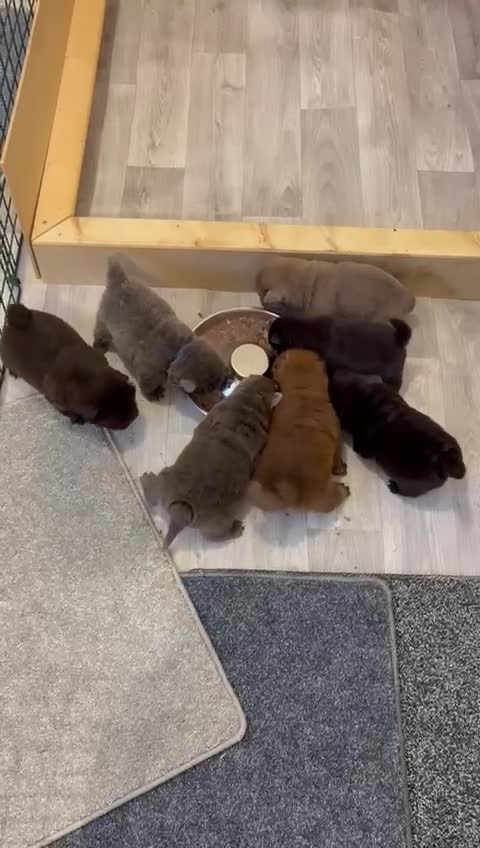 Chow Chow dogs for sale: Lilac and chocolate chows AT carriers  - Video 2