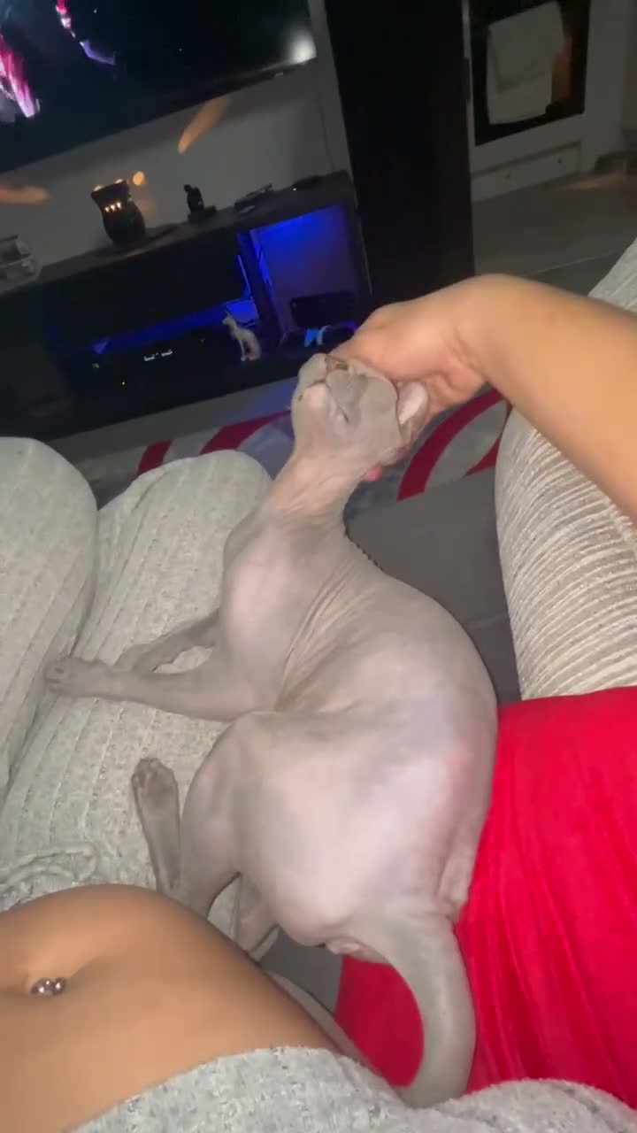 Sphynx cats for sale: Phoebe NEEDS A HOME ON HER OWN NO OTHER CATS/DOGS - Video 1