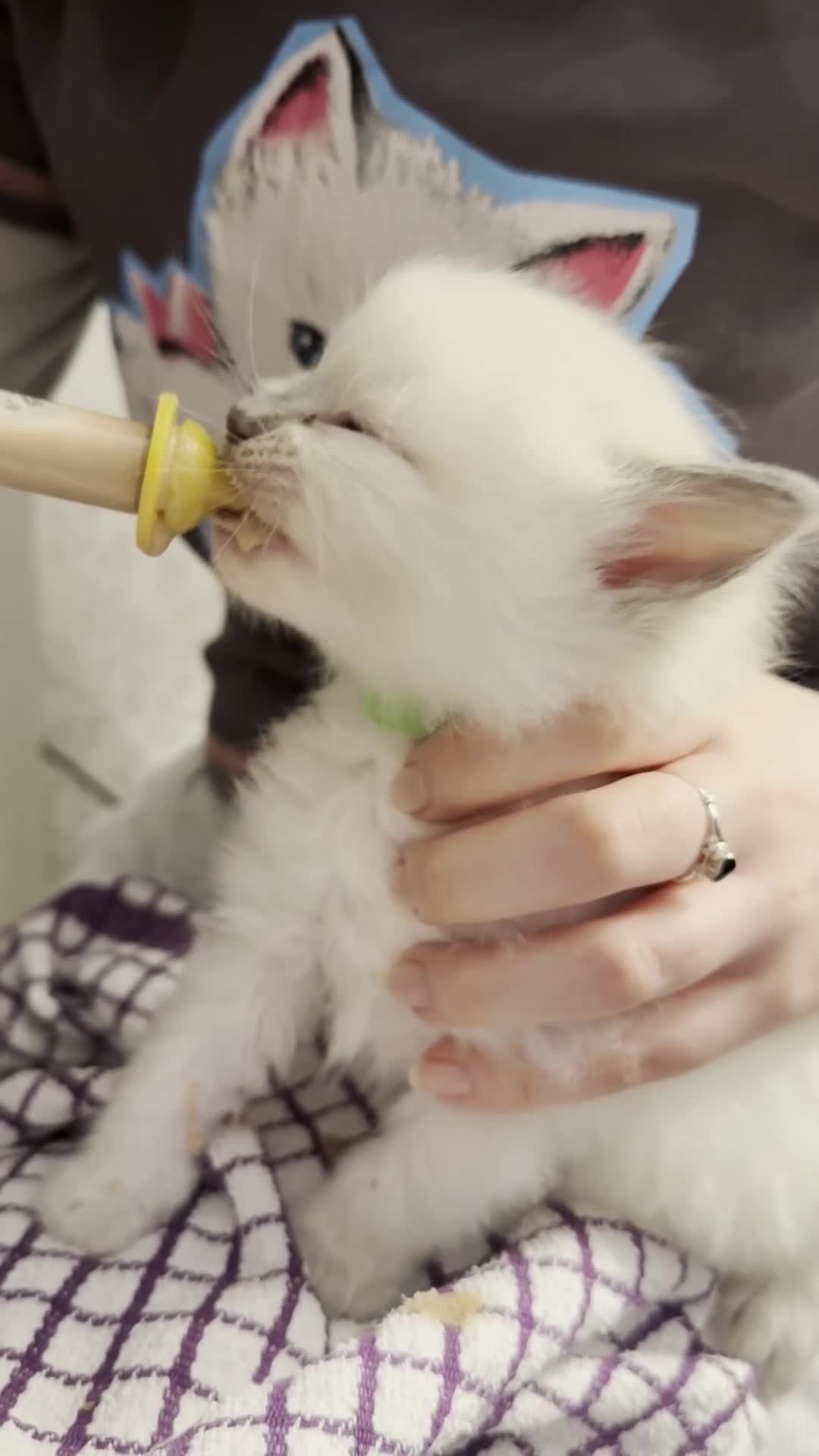 Ragdoll cats for sale: GCCF registered Pedigree Ragdoll kittens - Video 4