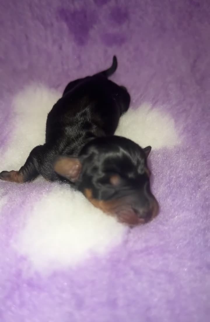 Miniature Dachshund dogs for sale: Miniature dachshund - Video 3