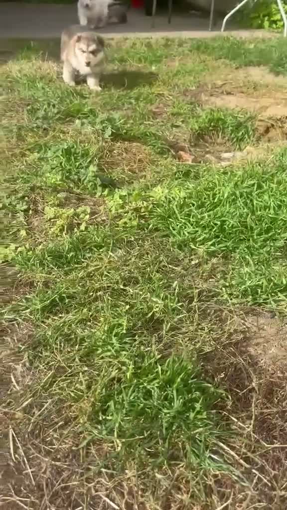 German Shepherd dogs for sale: Rare colour German shepherd puppies 🤩 - Video 1