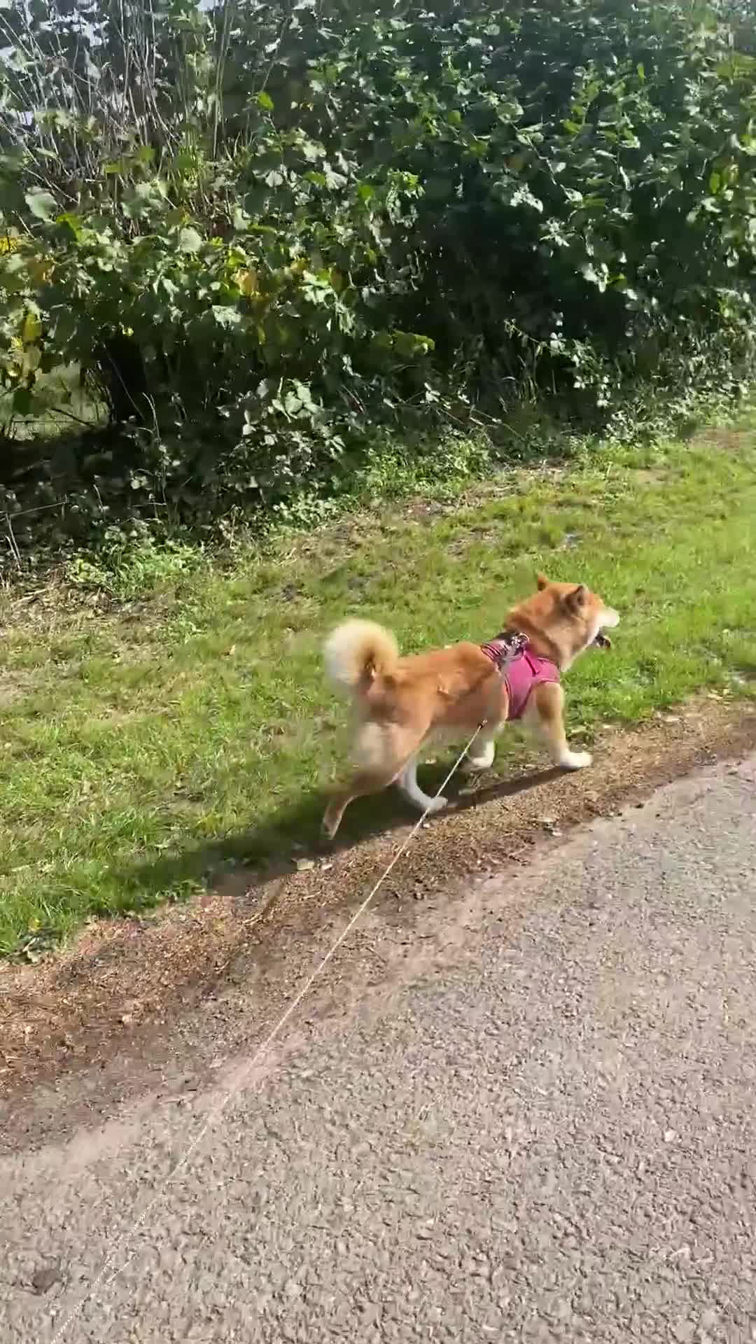 Japanese Shiba Inu dogs for sale: Stunning Japanese Shiba Inu Girl - Video 1