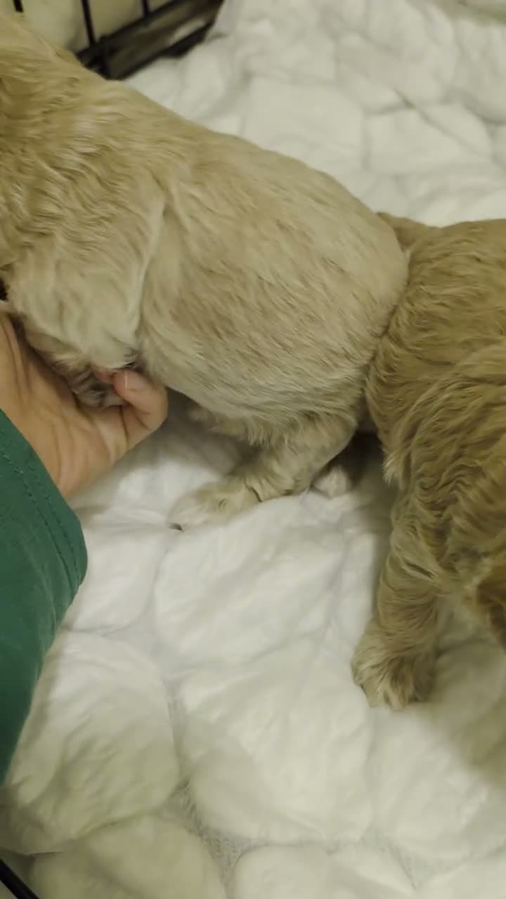 Cavapoochon dogs for sale: Gorgeous Cavapoochons.Home-Reared&Raised with Love - Video 1