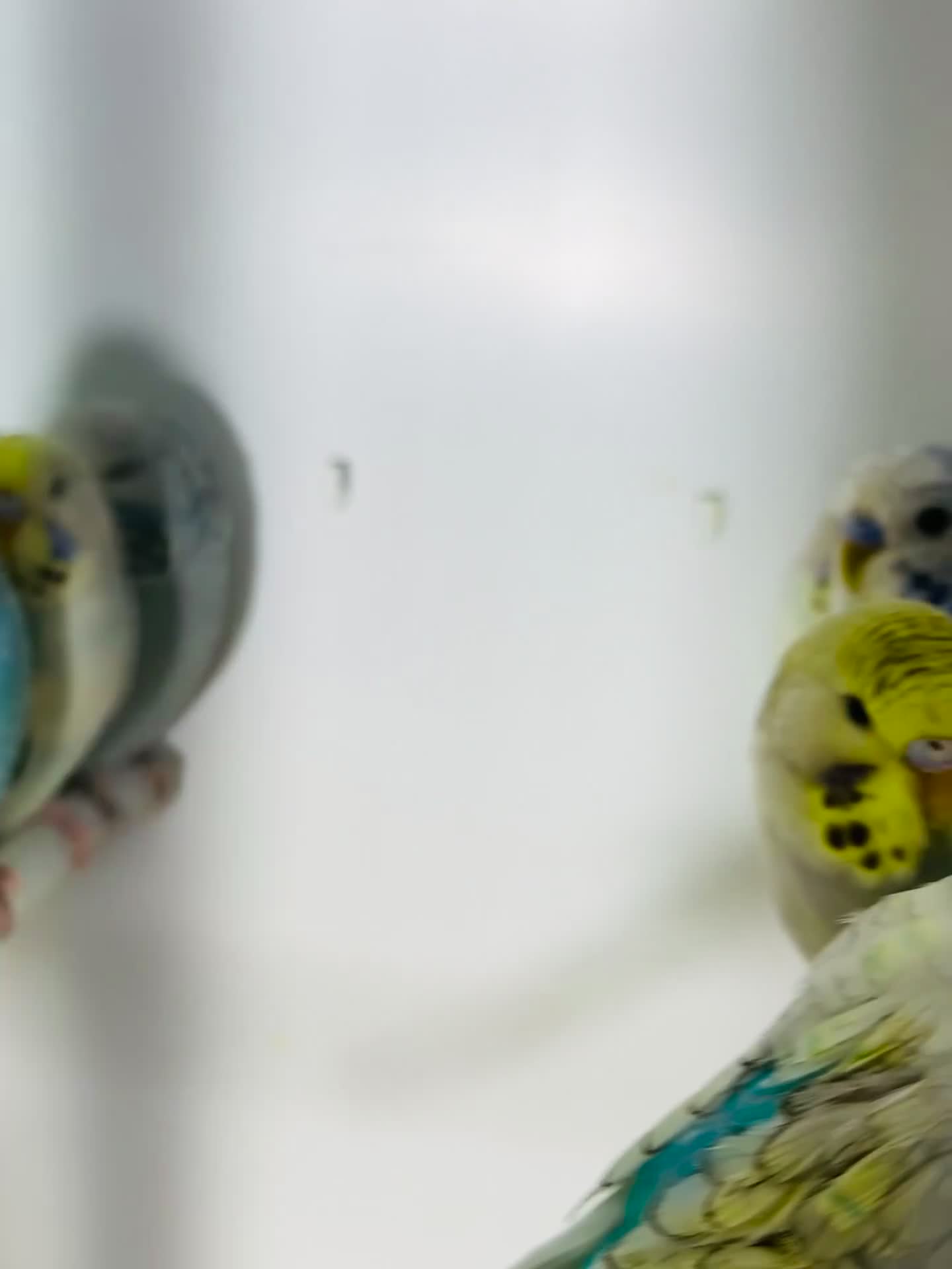 Budgerigars birds for sale: Stunning baby rainbow/pied budgies  in Luton - Video 1