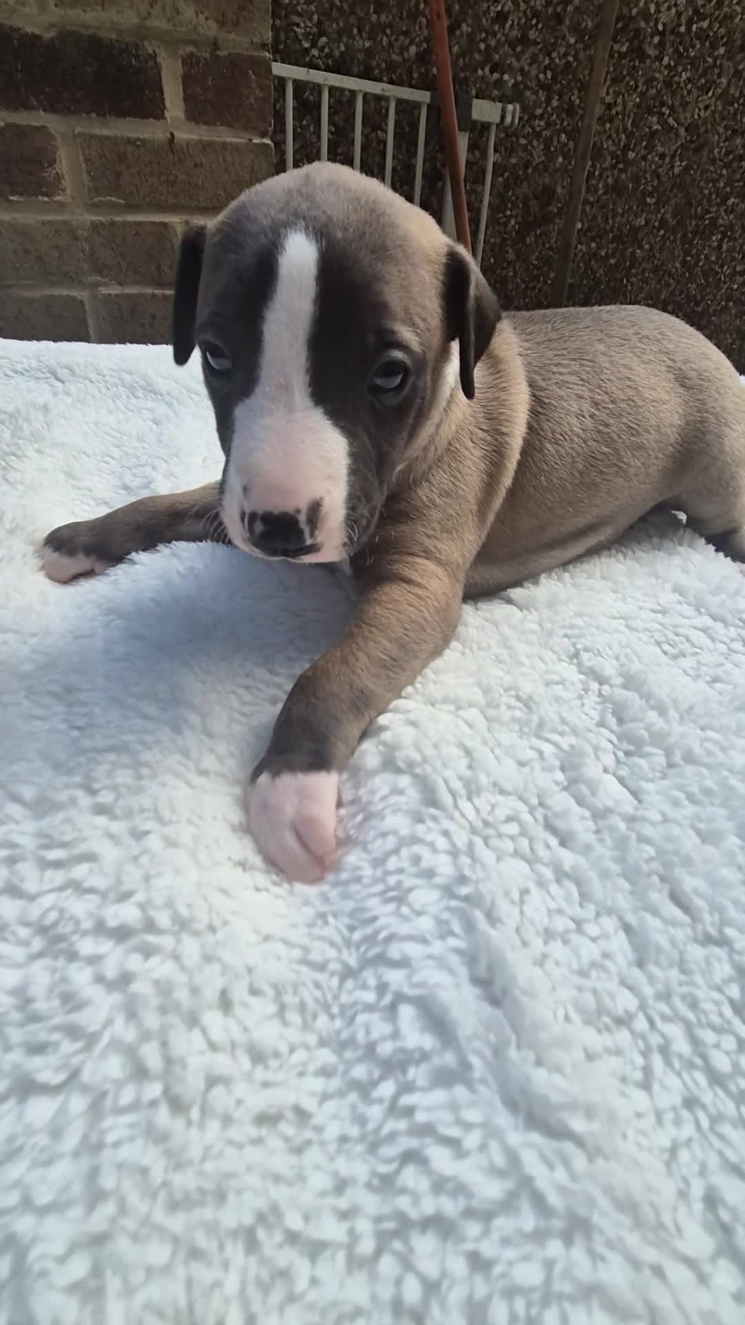 Whippet dogs for sale: 7 stunning kc registered whippet pups - Video 4