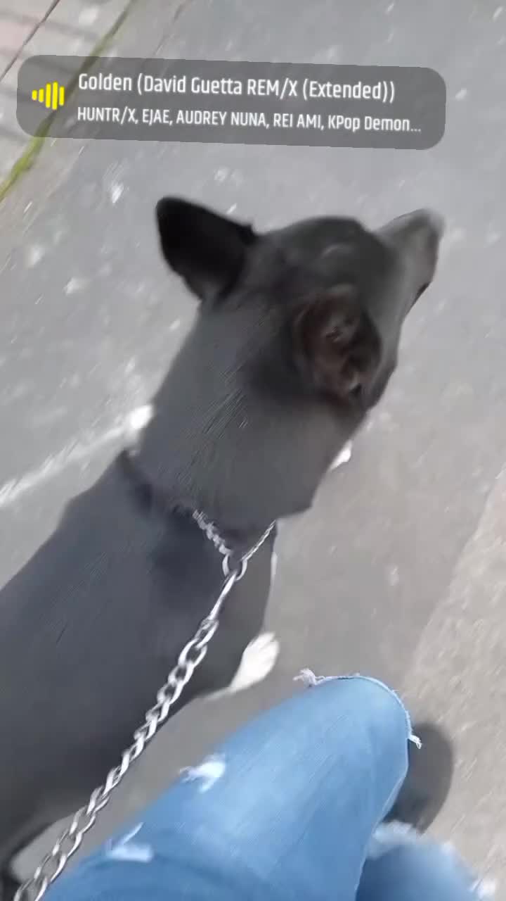 Mixed Breed dogs for sale: German Shepherd x huskita.  - Video 1