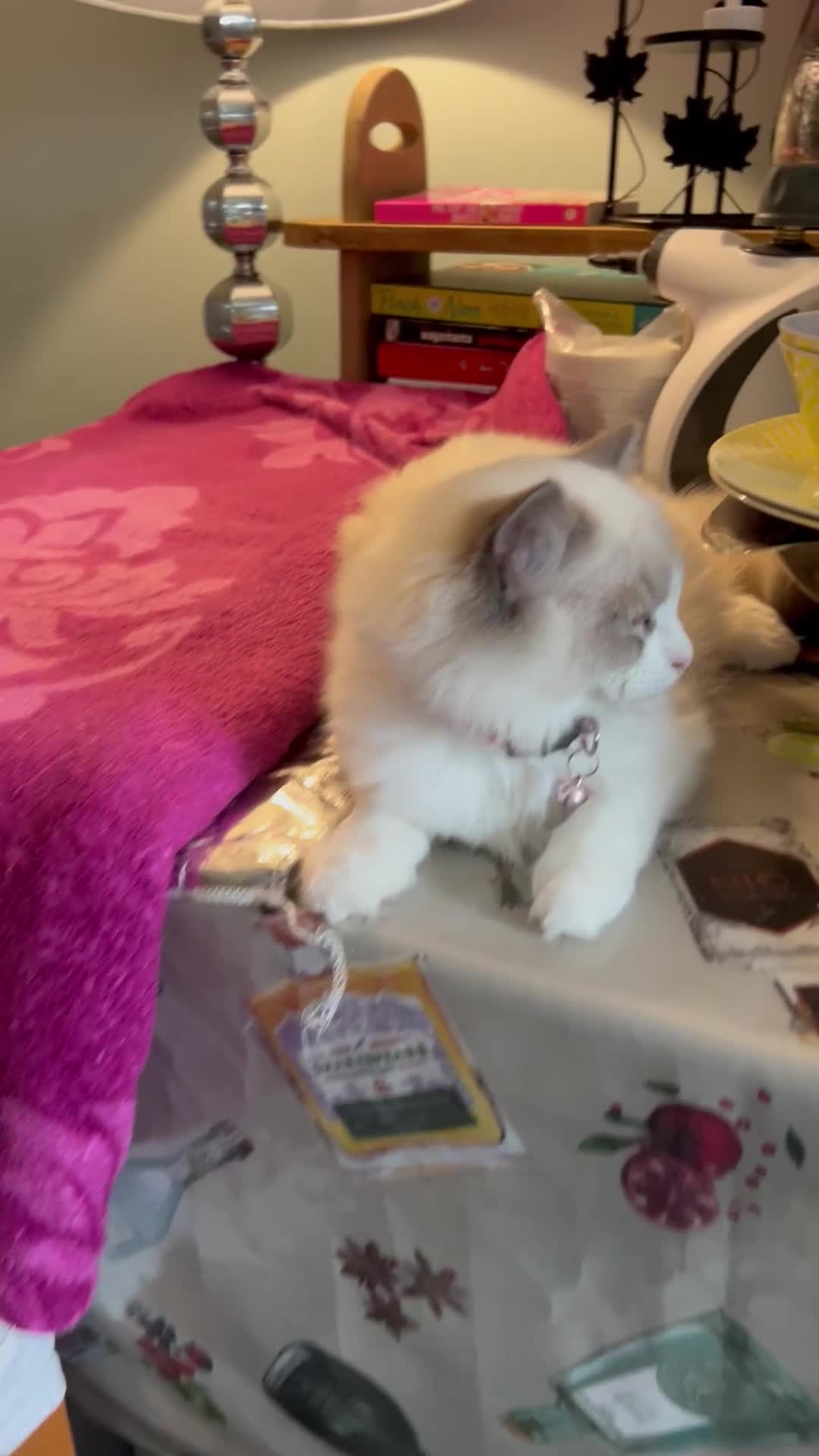 Ragdoll cats for sale: Blue mitted and bicolour ragdolls - Video 1