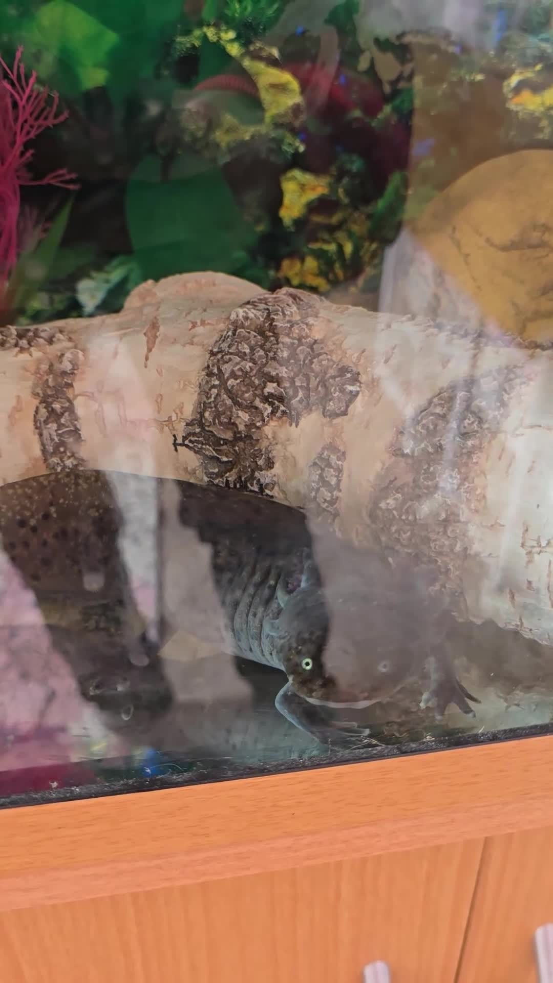 Axolotl reptiles for sale: 2 male axolotls in Stoke-on-Trent - Video 1