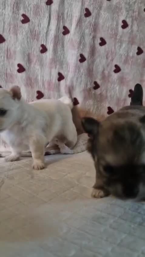 Chihuahua dogs for sale: First jab and health checked Luxury Chihuahua pups - Video 2