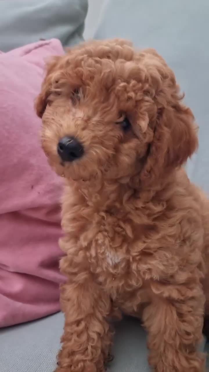 Miniature Poodle dogs for sale: READY NOW !Adorable Miniature Poodle Puppies! in London - Video 1