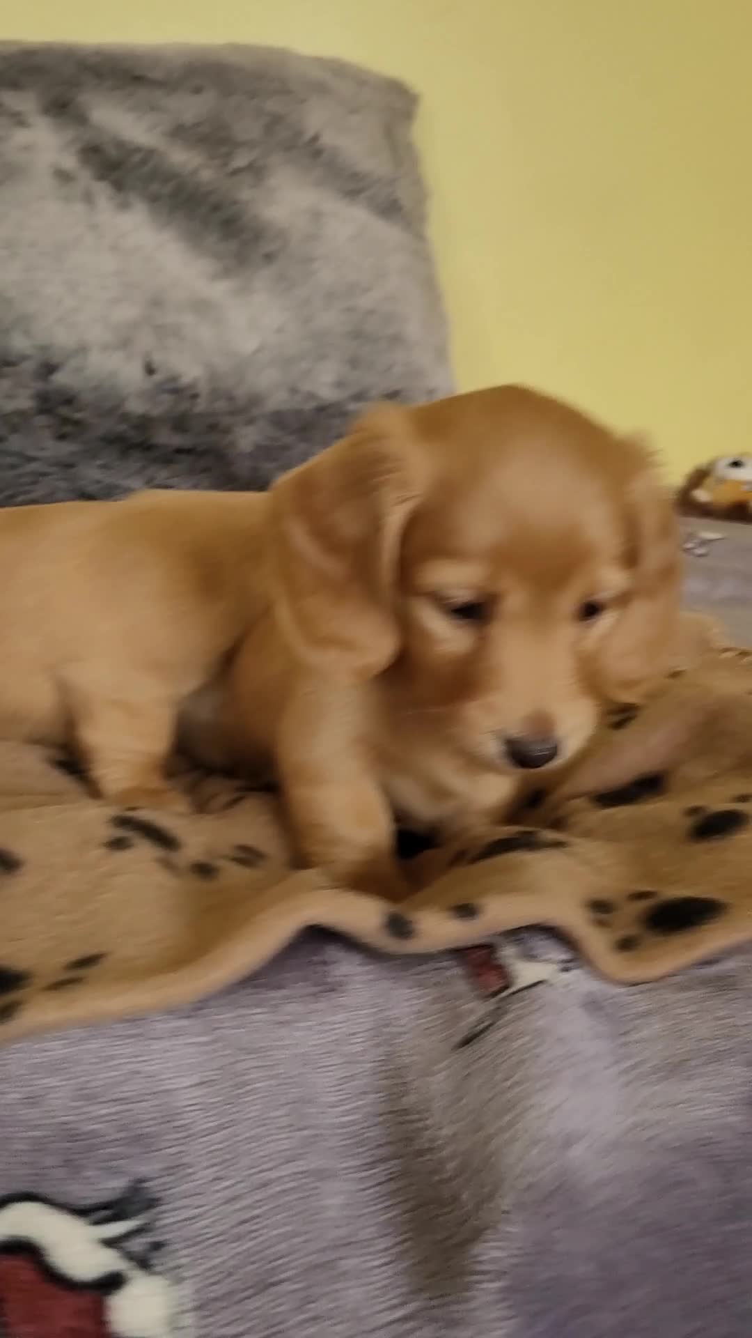 Dachshund dogs for sale: Long Haired KC Miniature Dachshund - Video 2