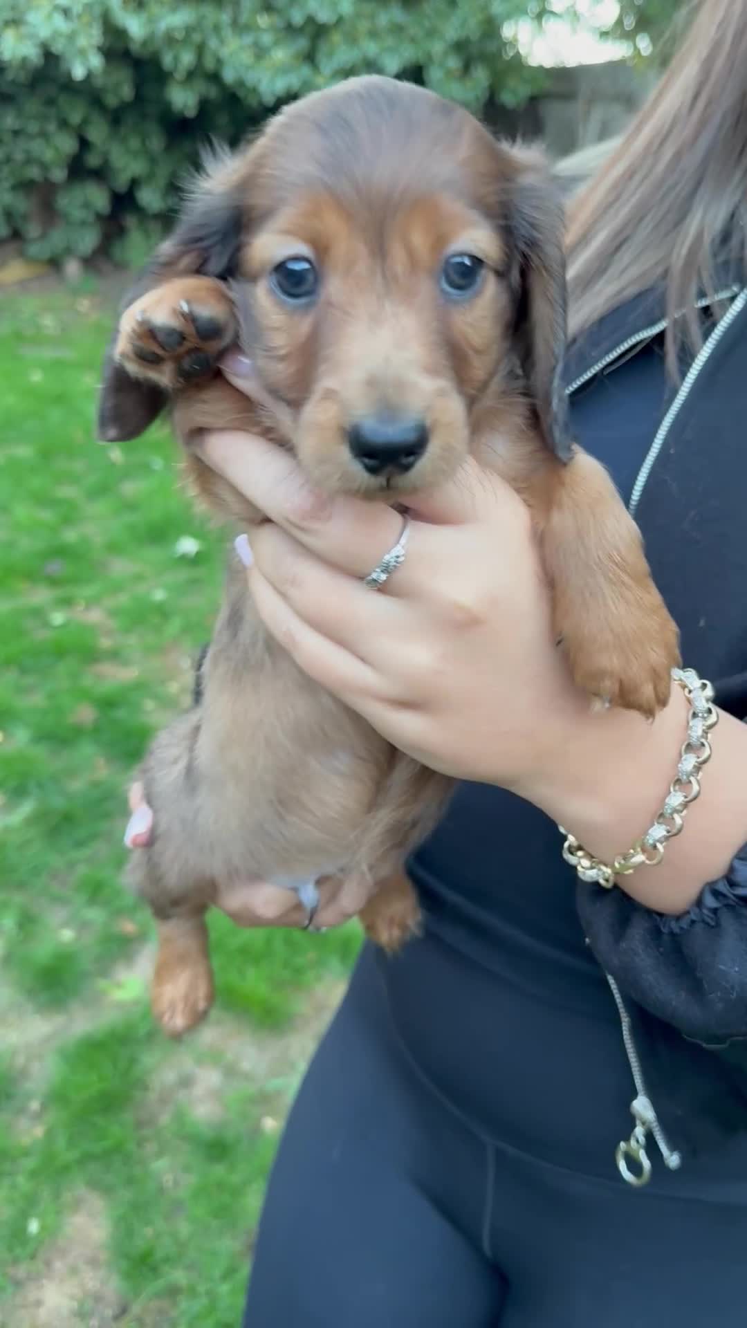 Miniature Dachshund dogs for sale: Mini long hair dapple dachshunds - Video 5