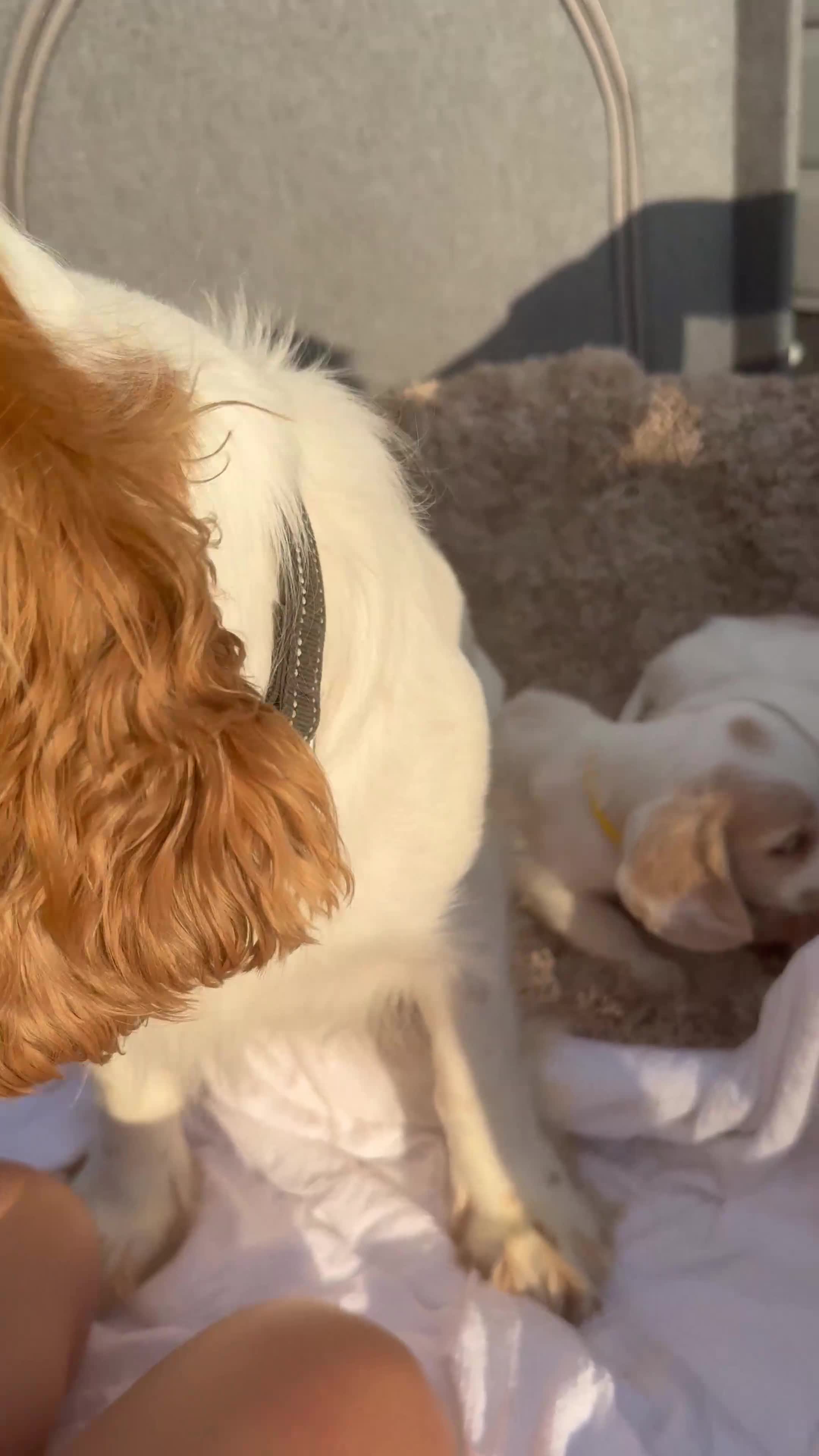 Cocker Spaniel dogs for sale: ⭐️READY TO LEAVE NOW - COCKER SPANIELS ⭐️ - Video 1