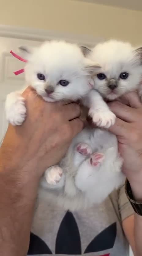 Ragdoll cats for sale: Stunning ragdoll kittens can go home now  - Video 1