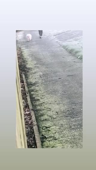 Pomeranian dogs for stud: 1.9kg tiny Proven Ukraine import stud kc reg  in Ferryhill - Video 1