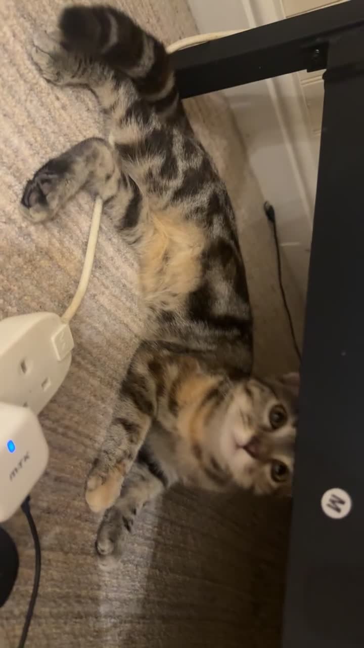 Mixed Breed cats for sale: Two females  - Video 4