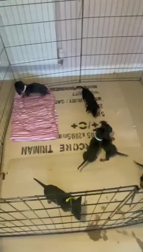 Dachshund dogs for sale: *** 4 puppies ready to go **  - Video 1