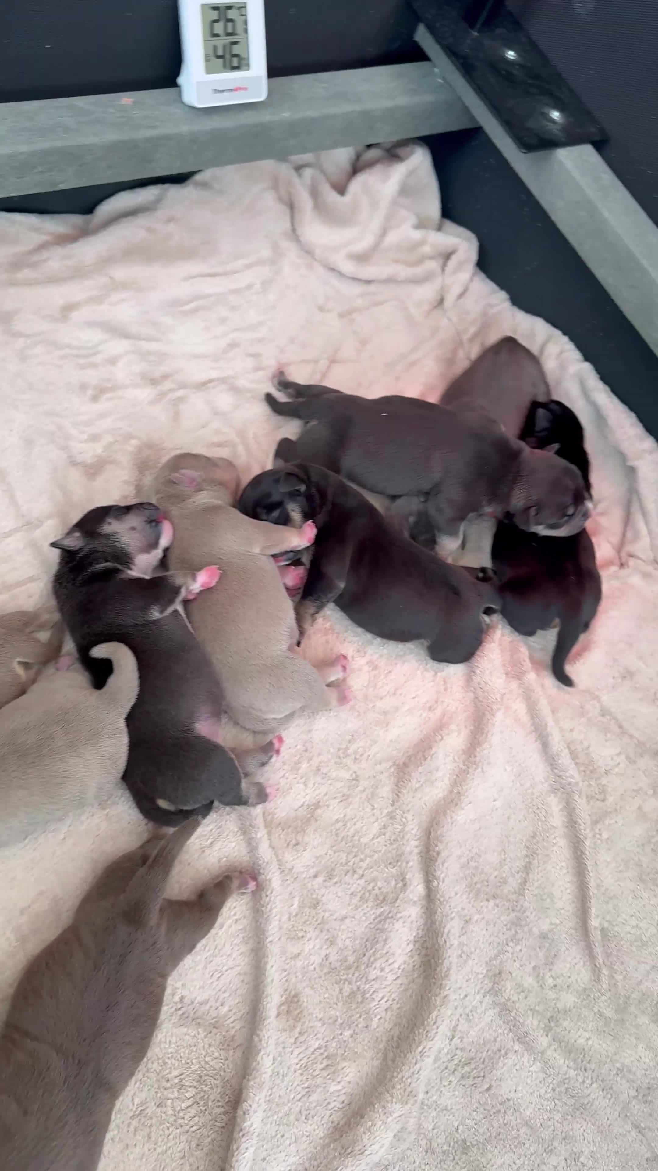 American Bully dogs for sale: American Pocket Bully Puppies - Video 2