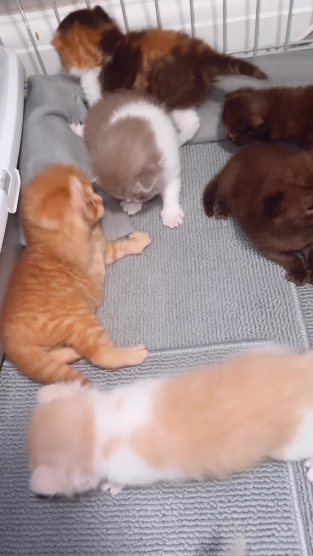 British Shorthair cats for stud: TICA REG CINNAMON UNDER RED STUD  - Video 1