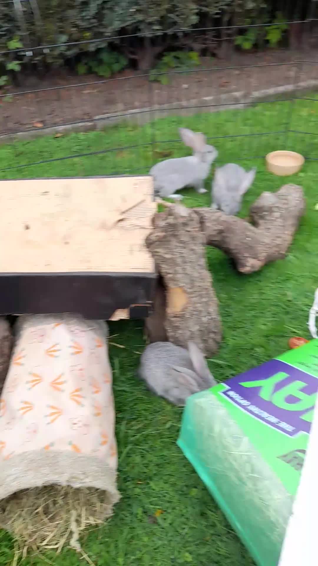Continental Giant rabbits for sale: Beautiful Pure Giant Continental Babies  - Video 2