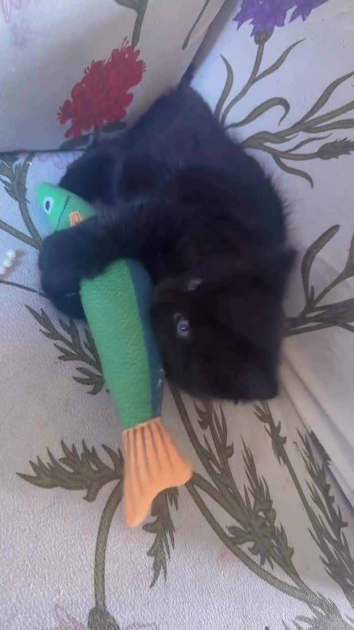 Mixed Breed cats for sale: 2 MALE BLACK LONG HAIRED FLUFFY KITTENS LEFT💘 - Video 3