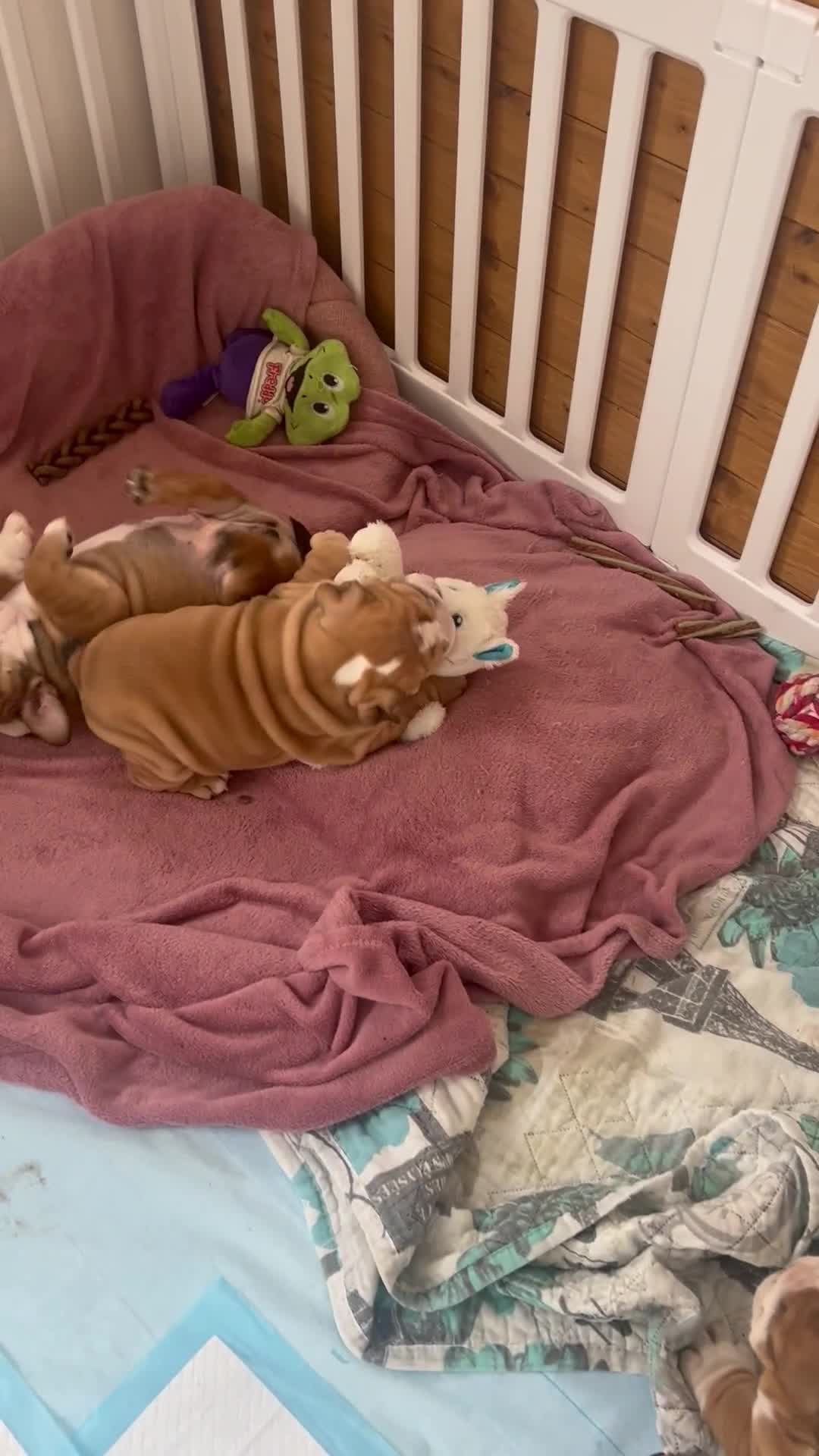 English Bulldog dogs for sale: Stunning litter of  English bulldog puppies - Video 4