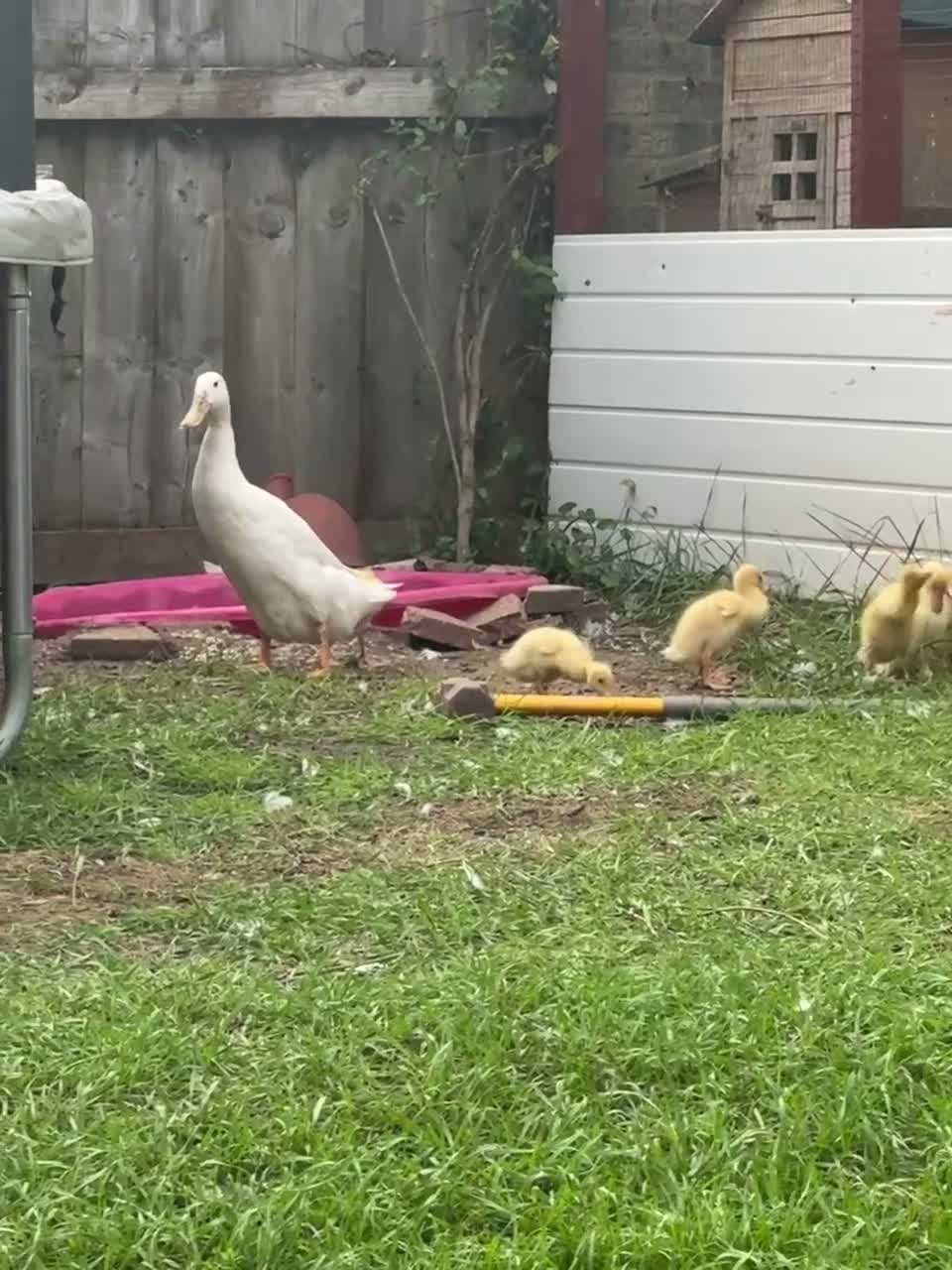 Ducks poultry for sale: 6 Indian runner ducks -  - Video 1