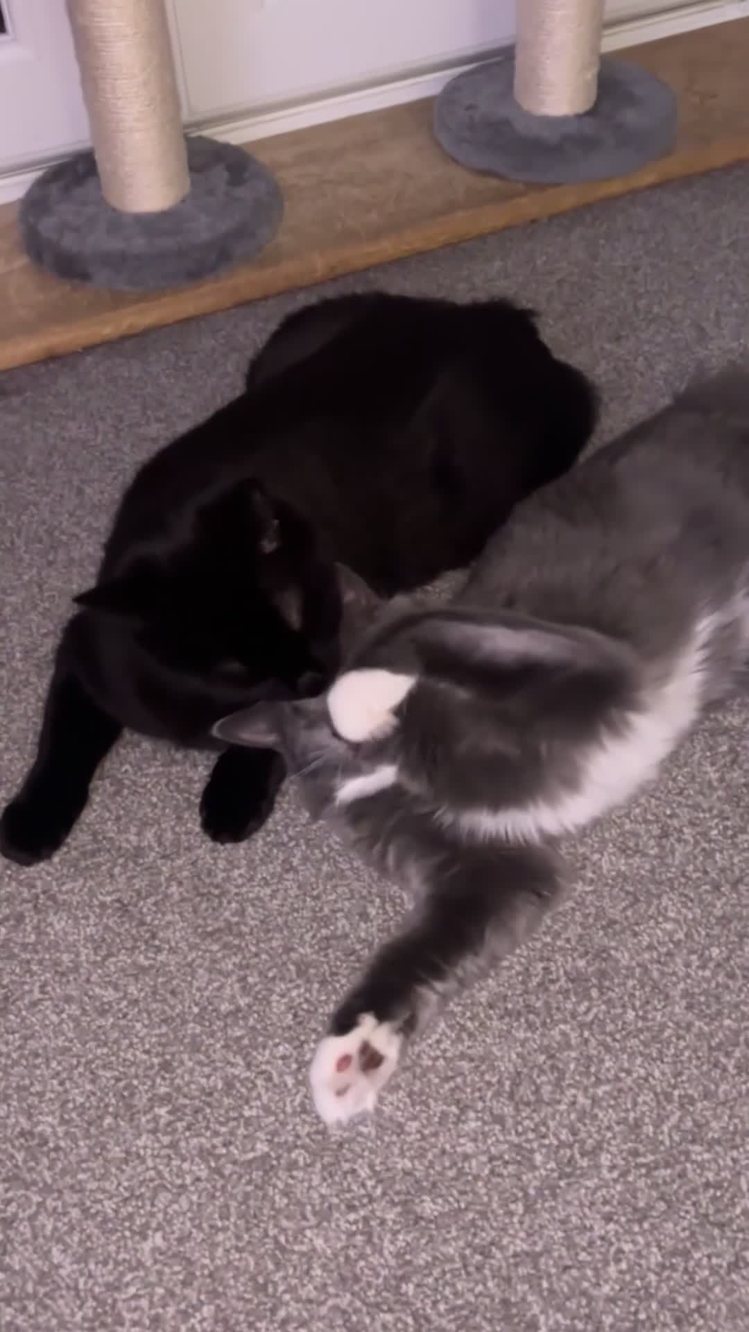 Ragdoll cats for sale: 1 ragdoll kitten & 1 black short hair  - Video 1