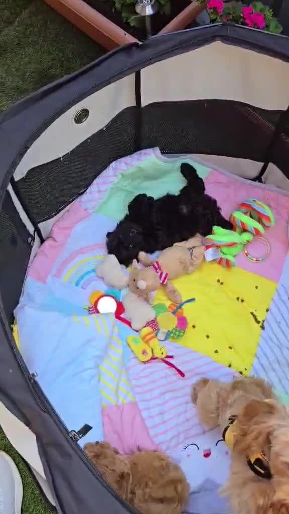 Maltipoo dogs for sale: F1B Maltipoo Rare Colours DNA Tested  - Video 1