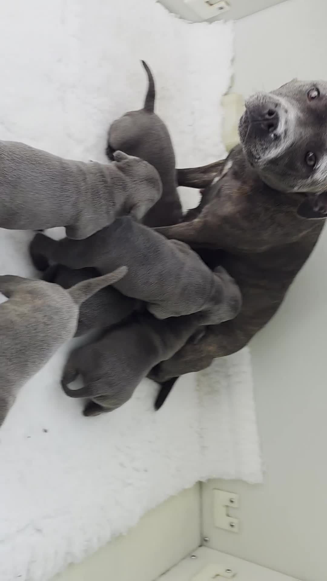 Staffordshire Bull Terrier dogs for sale: Beautiful Staffordshire bull terriers  - Video 1