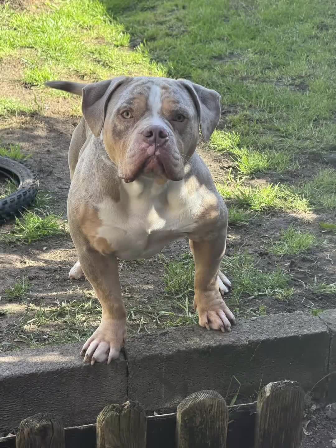 American Bully dogs for stud: Pablo (STUD) in London - Video 1