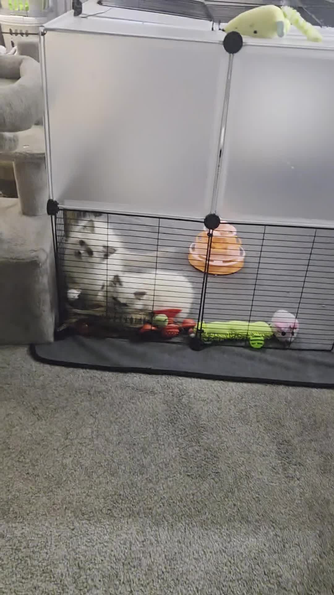 Ragdoll cats for sale: 2 stunning female ragdolls - Video 1