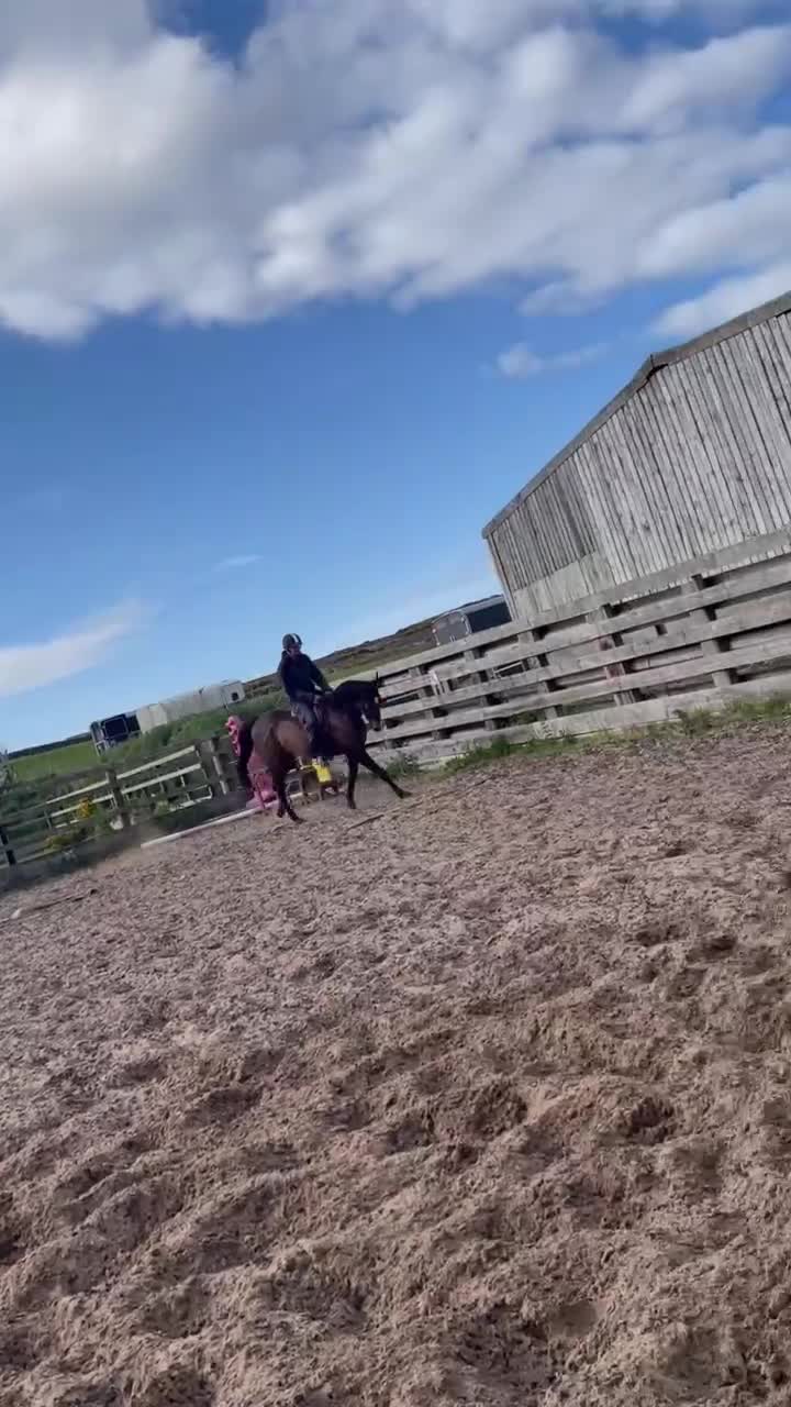 Other Breed horses for sale: 16.2 gelding  in Whitby - Video 5