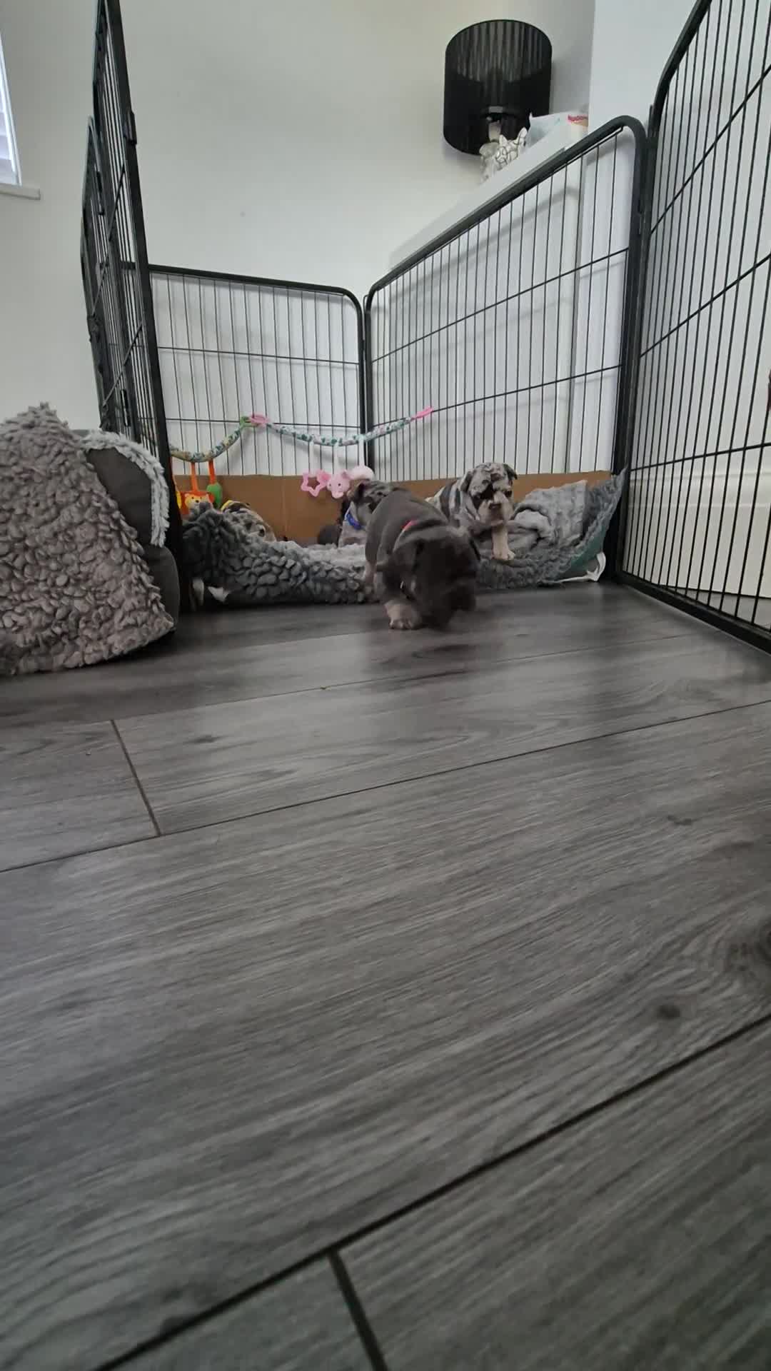 French Bulldog dogs for sale: 6 Adorable French Bulldog Puppies £1500 - Video 1