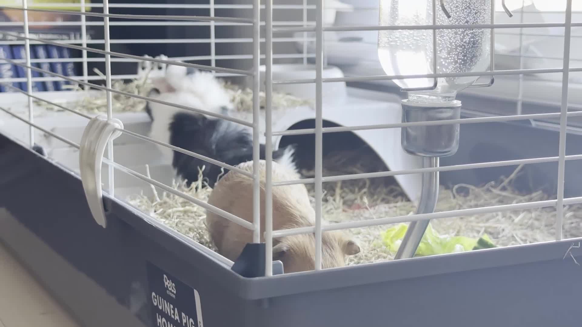 Guinea Pig rodents for sale: 2 brothers, cages and accessories  - Video 2