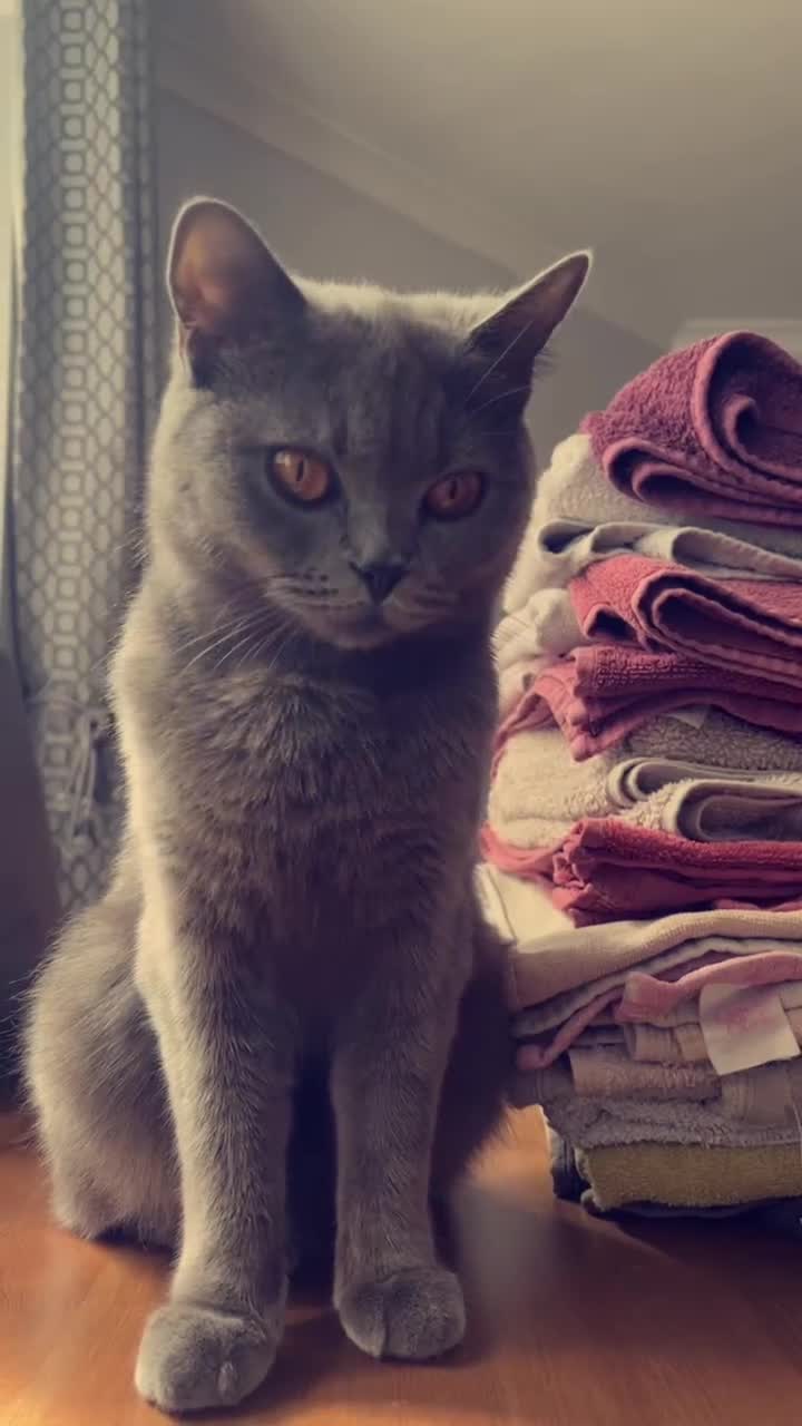 British Shorthair cats for sale: House British shorthair for sale - Video 1