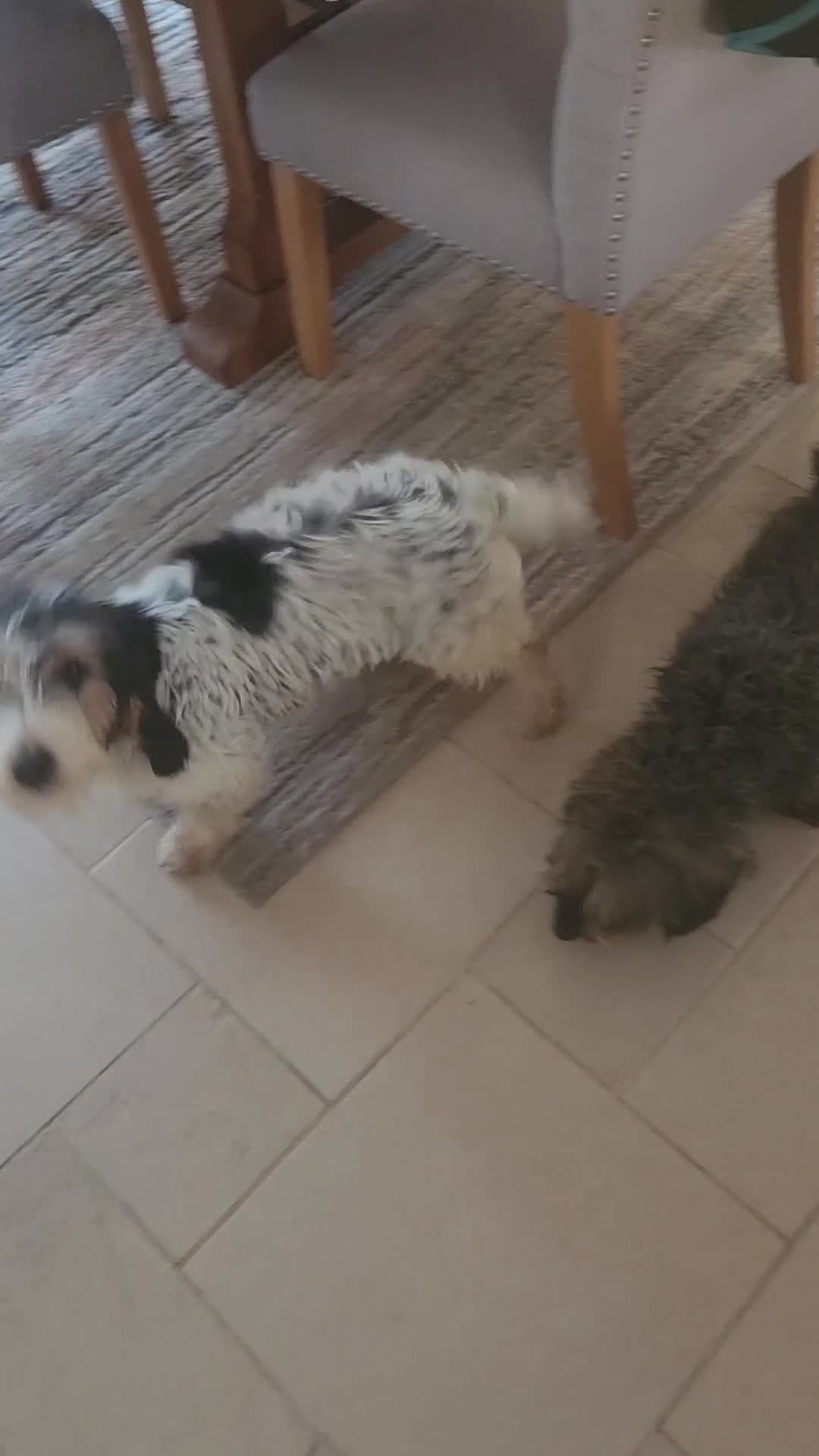 Basset Griffon Vendeen dogs for sale: Griffon grand bassets  - Video 5