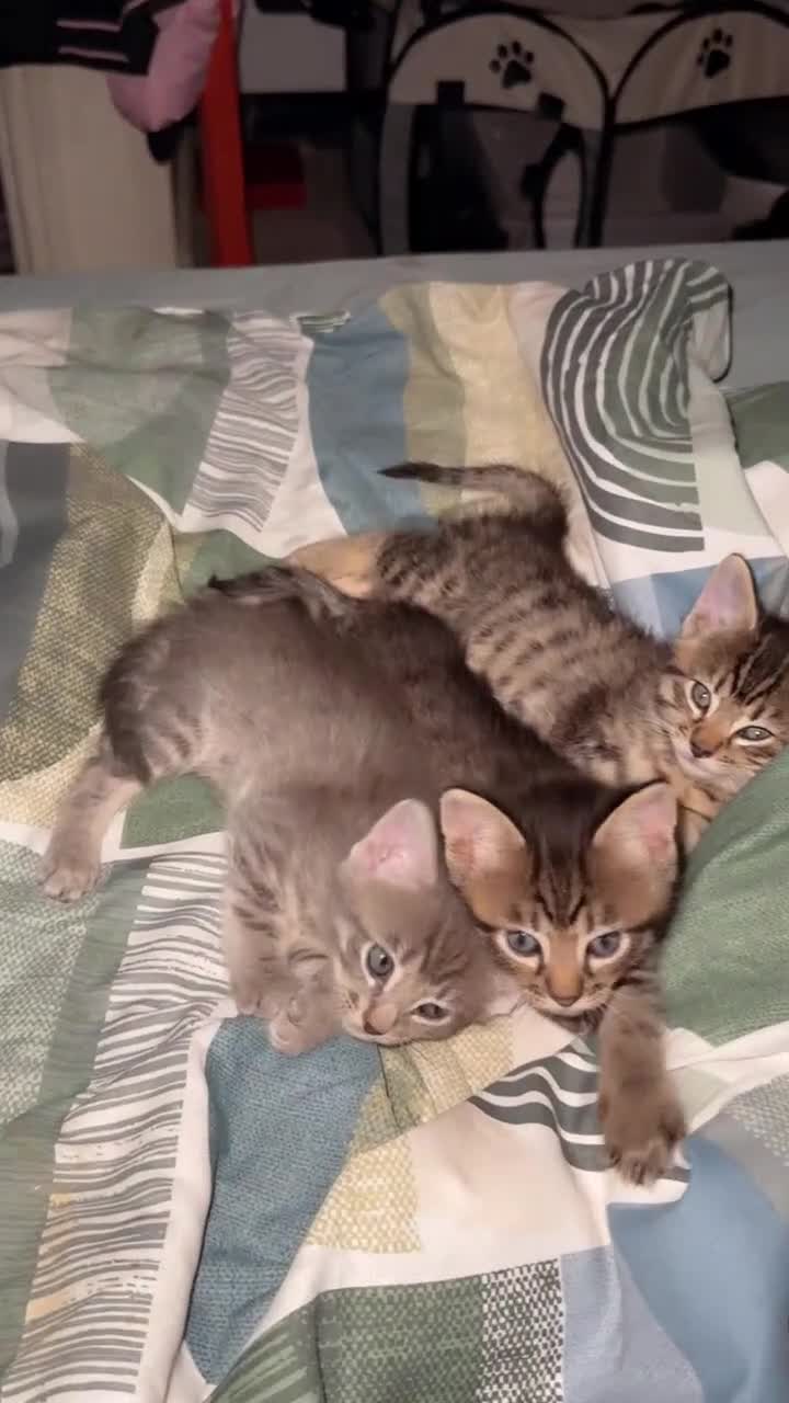British Shorthair cats for sale: BengalXSavannah  - Video 1