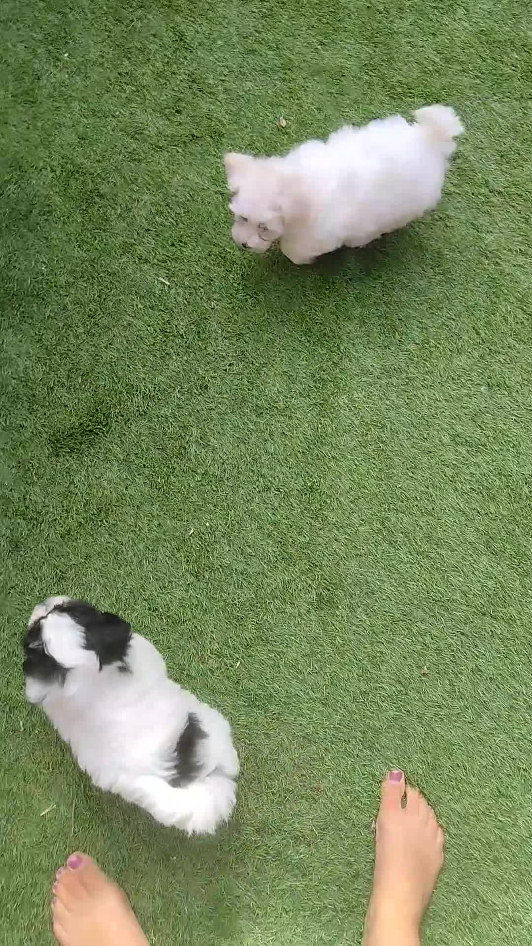 Bichon Frise dogs for sale: Bichon puppies - Video 1
