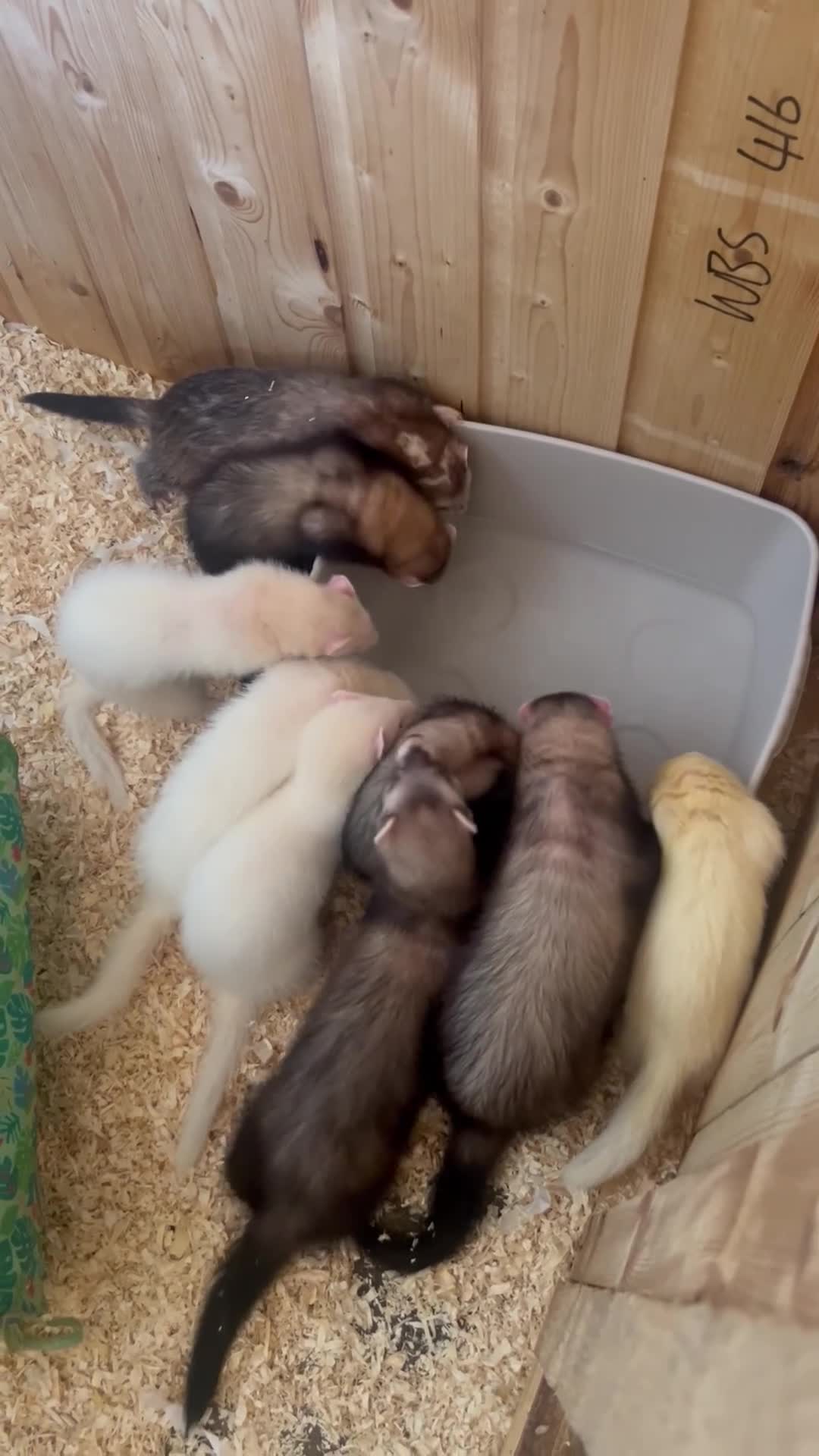Ferret rodents for sale: Ferret kits  - Video 1