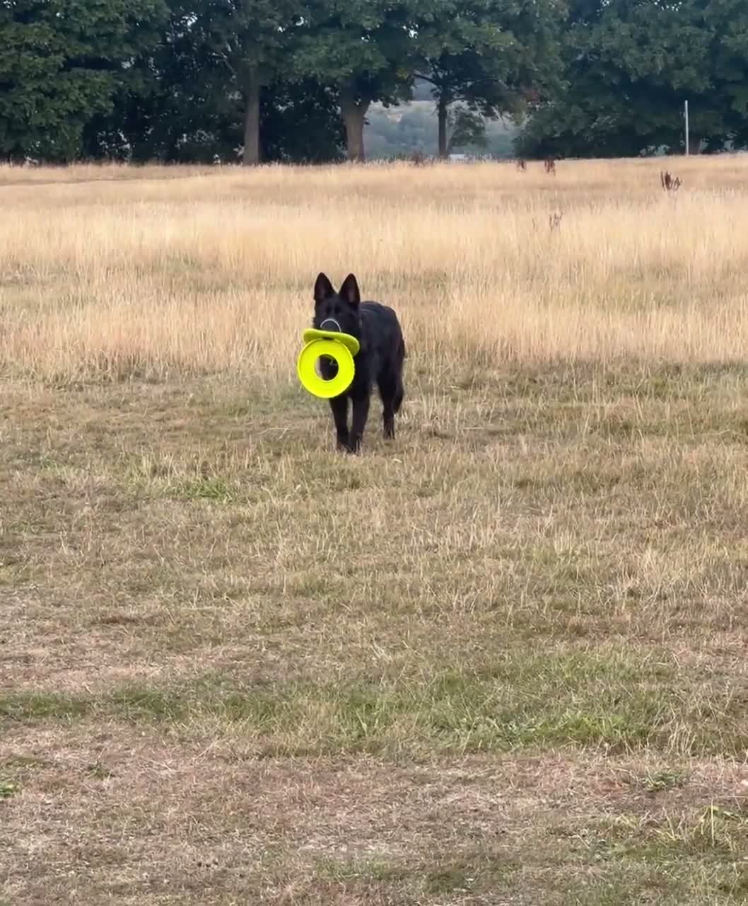 German Shepherd dogs for sale: Beautiful 9mth old black gsd  in Durham - Video 2