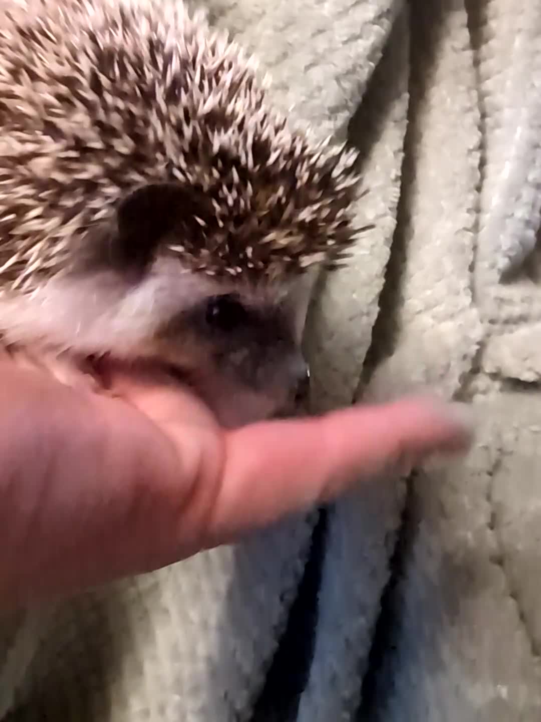 Pygmy Hedgehog rodents for sale: Lovely baby boys  - Video 1