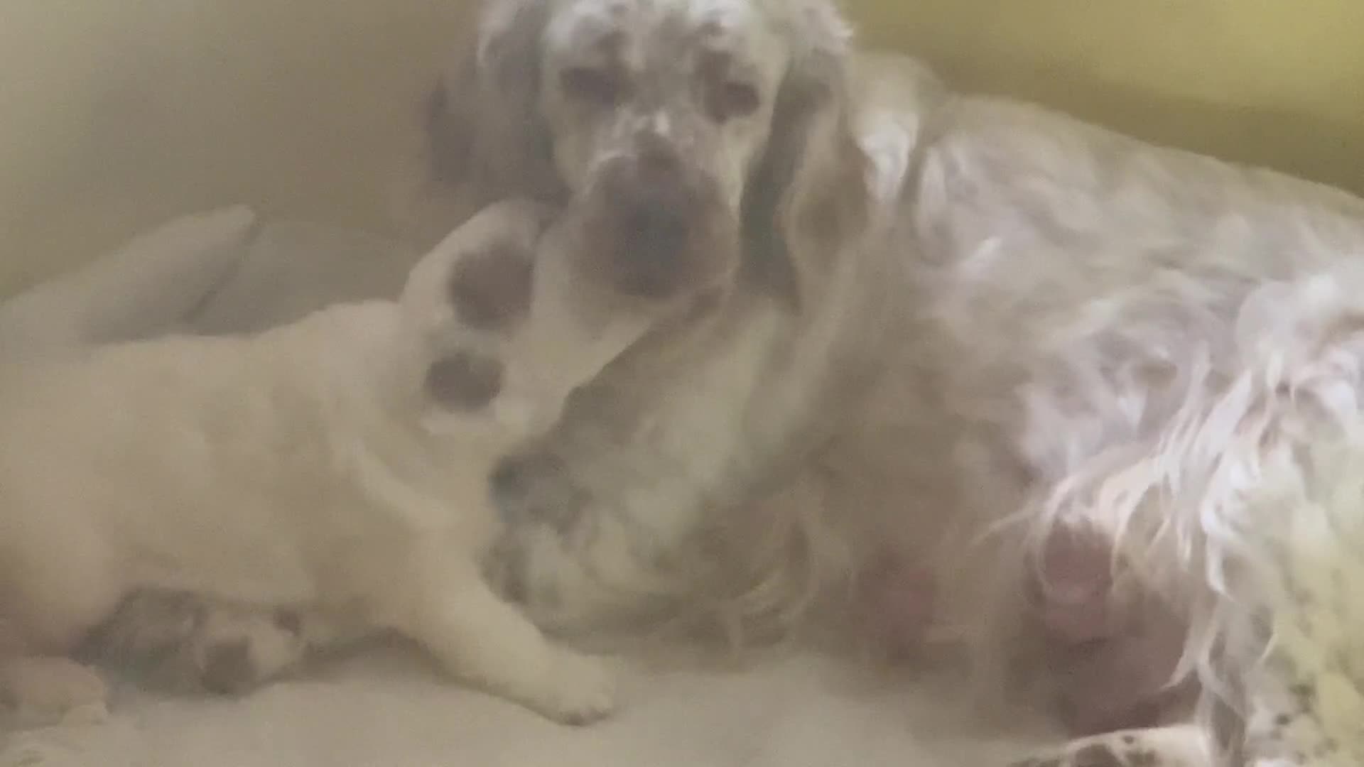 Clumber Spaniel dogs for sale: Fantastic Clumber Spaniel Puppy’s  - Video 3