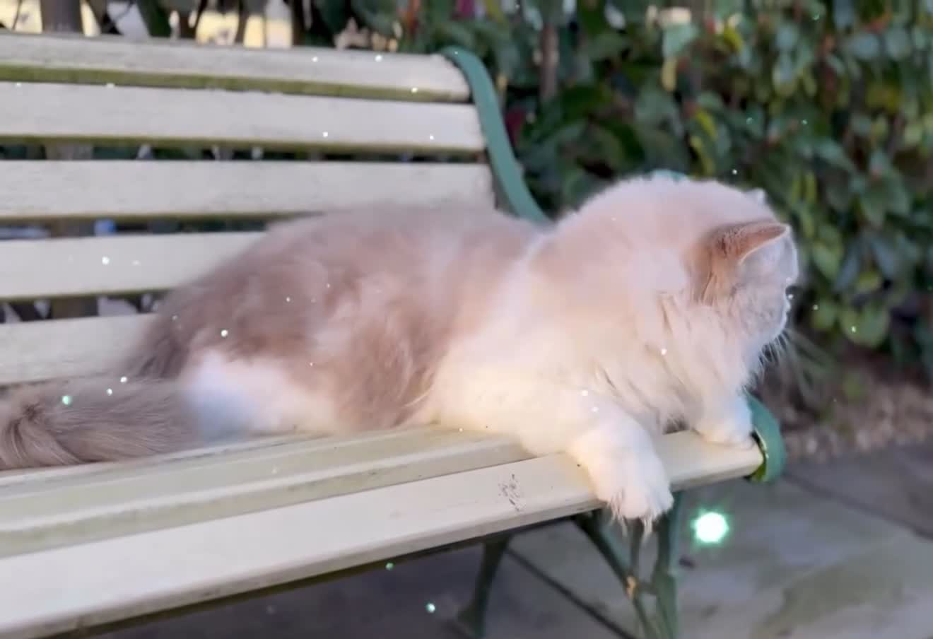 Ragdoll cats for sale: Pet spayed/neutered kittens  - Video 1