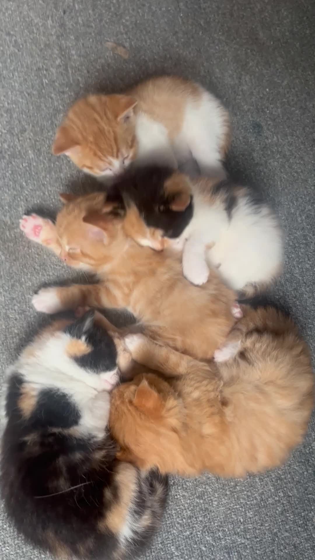 Mixed Breed cats for sale: 5 Cuddly Orange and Calico kittens 💕 - Video 3